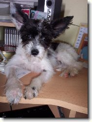 Chinese Crested Dog