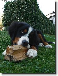 Berner Sennenhund