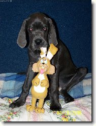 Deutsche Dogge