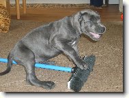 Deutsche Dogge