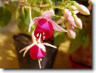 Fuchsia
