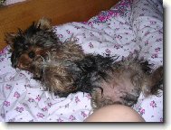 Jorkšírský terier, Yorkshire Terrier,