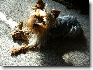 Jorkšírský terier, Yorkshire Terrier,