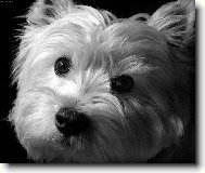 Chinese Crested Dog