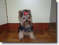 Jorkšírský terier, Yorkshire Terrier,