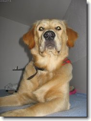 Golden Retriever