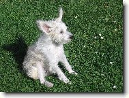 Chinese Crested Dog
