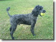 Poodle, Caniche