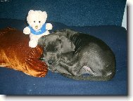 Deutsche Dogge