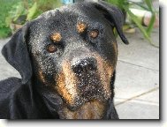 Rottweiler