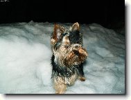 Jorkšírský terier, Yorkshire Terrier,