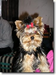 Jorkšírský terier, Yorkshire Terrier,