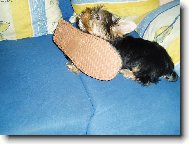 Jorkšírský terier, Yorkshire Terrier,