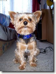 Jorkšírský terier, Yorkshire Terrier,
