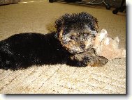 Jorkšírský terier, Yorkshire Terrier,