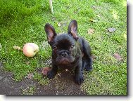 Bouledogue francais, French Bulldog