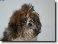 icu, Shih-Tzu