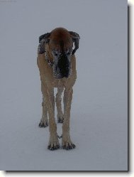 Deutsche Dogge