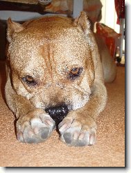 American Staffordshire Terrier
