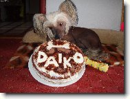 Chinese Crested Dog
