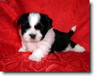 icu, Shih-Tzu