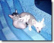 Chinese Crested Dog