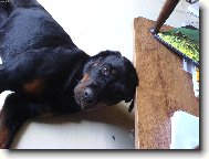 Rottweiler