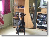 Rottweiler