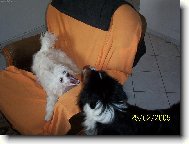 Chinese Crested Dog