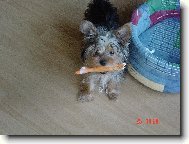 Jorkšírský terier, Yorkshire Terrier,