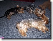 Jorkšírský terier, Yorkshire Terrier,