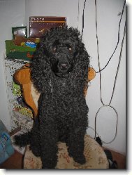 Poodle, Caniche