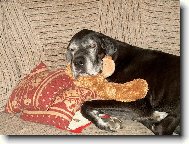 Deutsche Dogge