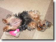 Jorkšírský terier, Yorkshire Terrier,