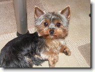 Jorkšírský terier, Yorkshire Terrier,