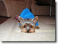 Jorkšírský terier, Yorkshire Terrier,