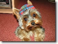 Jorkšírský terier, Yorkshire Terrier,