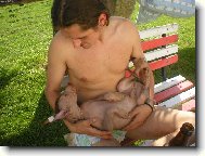 Perro Sin Pelo del Per