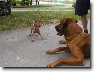 Perro Sin Pelo del Per