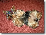 Jorkšírský terier, Yorkshire Terrier,