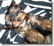 Jorkšírský terier, Yorkshire Terrier,