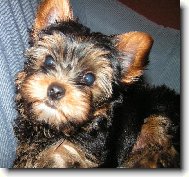Jorkšírský terier, Yorkshire Terrier,