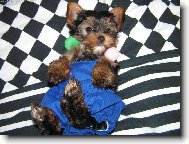 Jorkšírský terier, Yorkshire Terrier,