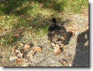 Jorkšírský terier, Yorkshire Terrier,