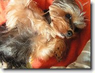 Jorkšírský terier, Yorkshire Terrier,