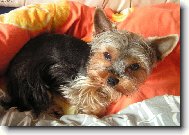 Jorkšírský terier, Yorkshire Terrier,