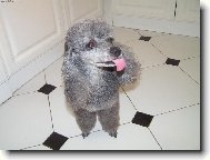 Poodle, Caniche