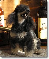 Poodle, Caniche
