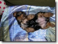 Jorkšírský terier, Yorkshire Terrier,