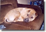 Shar-Pei